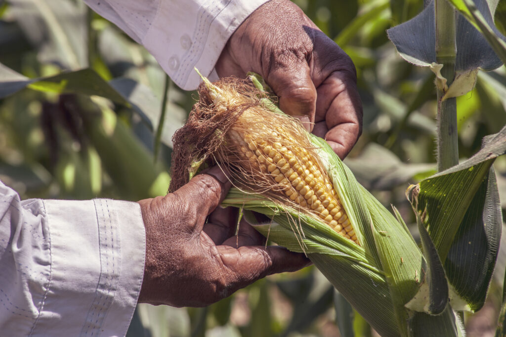 Tratamiento del Cultivo